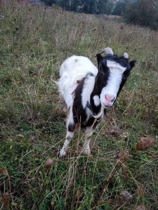 Vând capra și țap de doi ani .Mai multe detali in privat