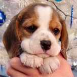 Beagle  original