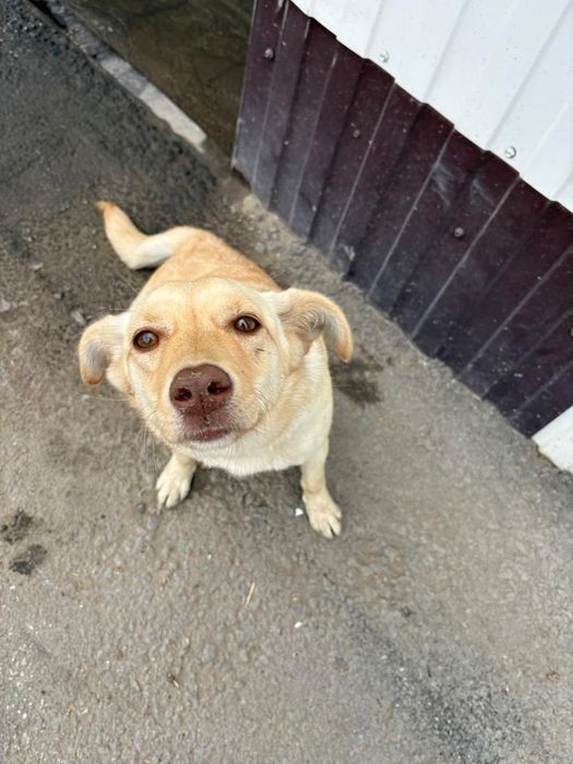 Собака в добрые руки!