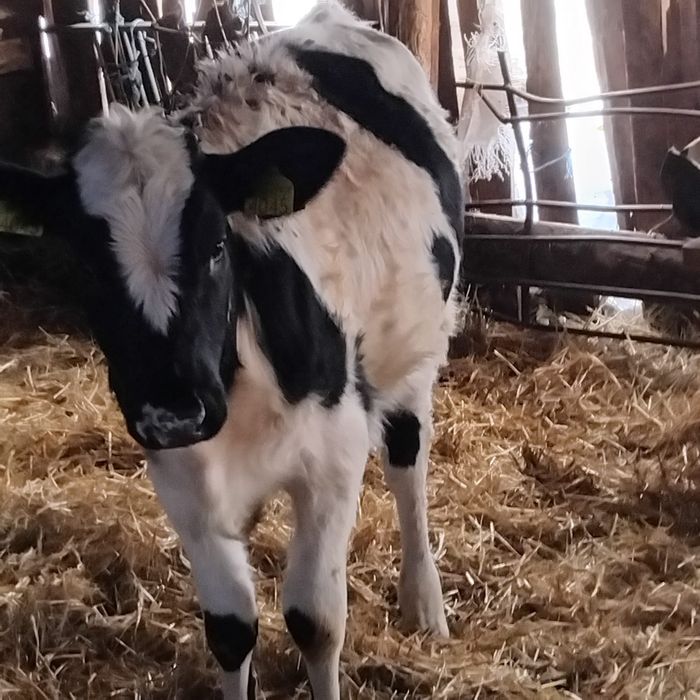 Vind vitea din vacă bună de lapte de 6 luni