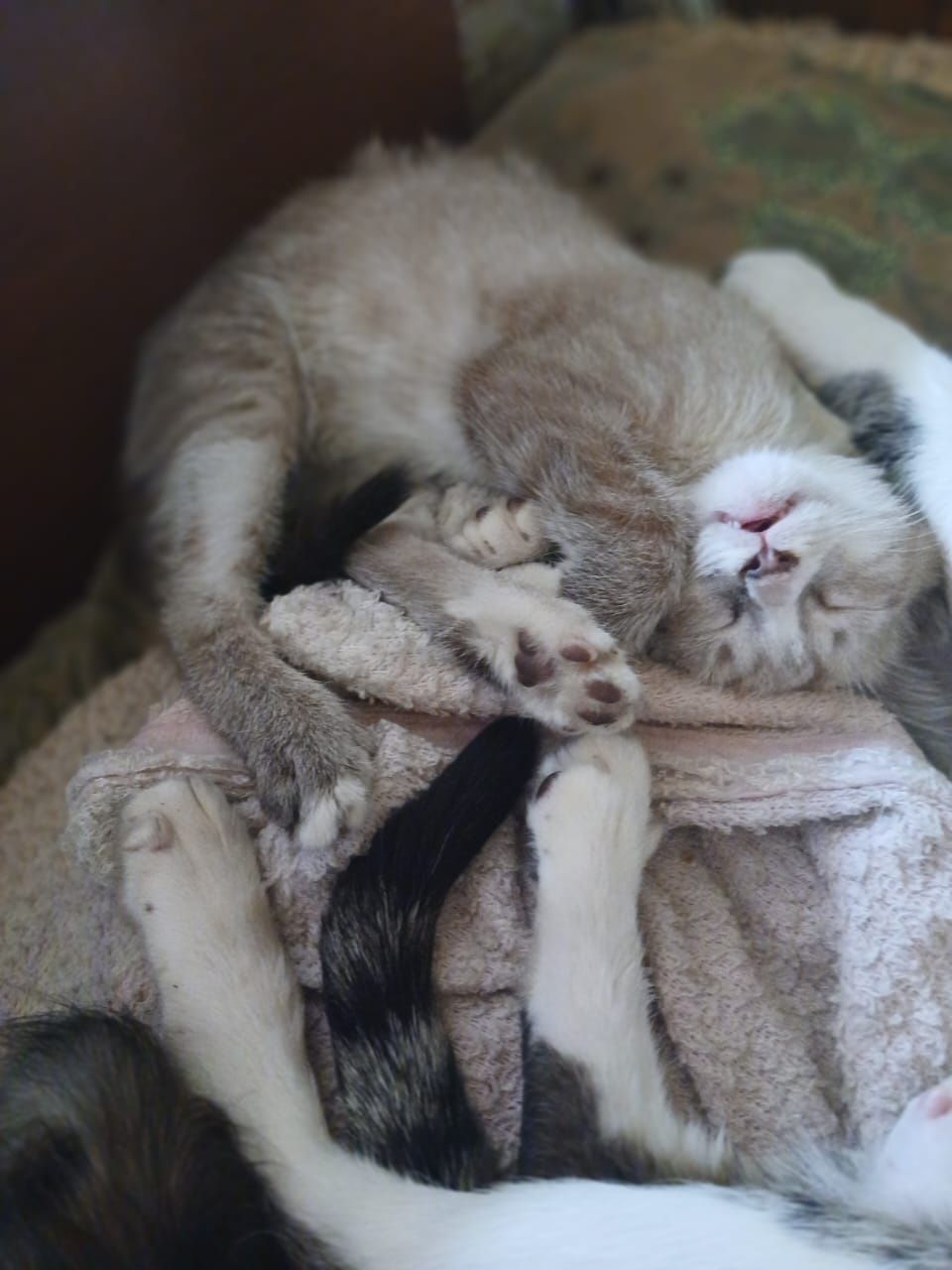 Котята бесплатно