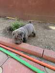 Shar pei baietel blue /gri !