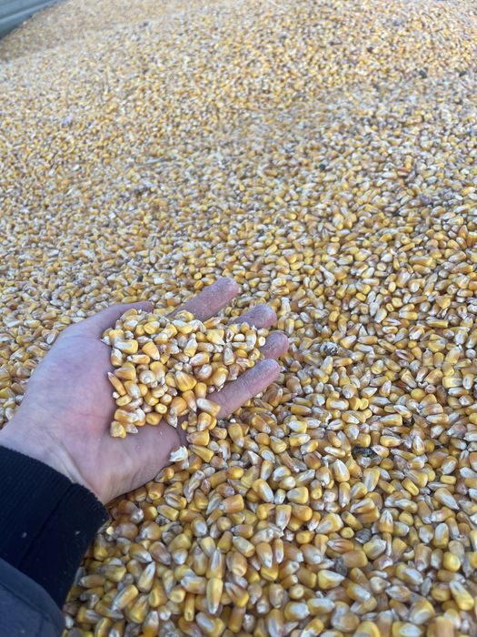 Vand porumb irigat-Buzau