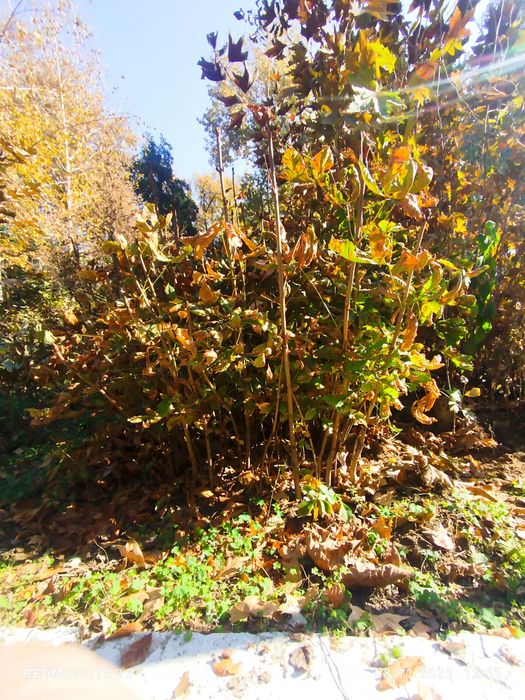 Kashtan koʻchatlari