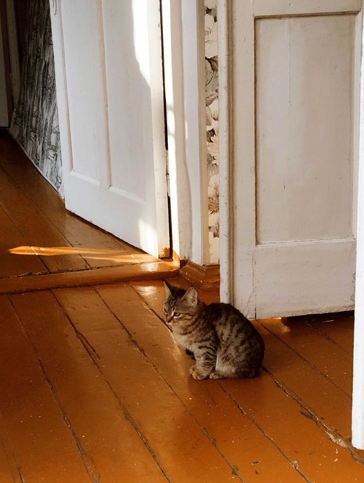 Шикарный котенок, мальчик в добрые руки , тигровый окрас