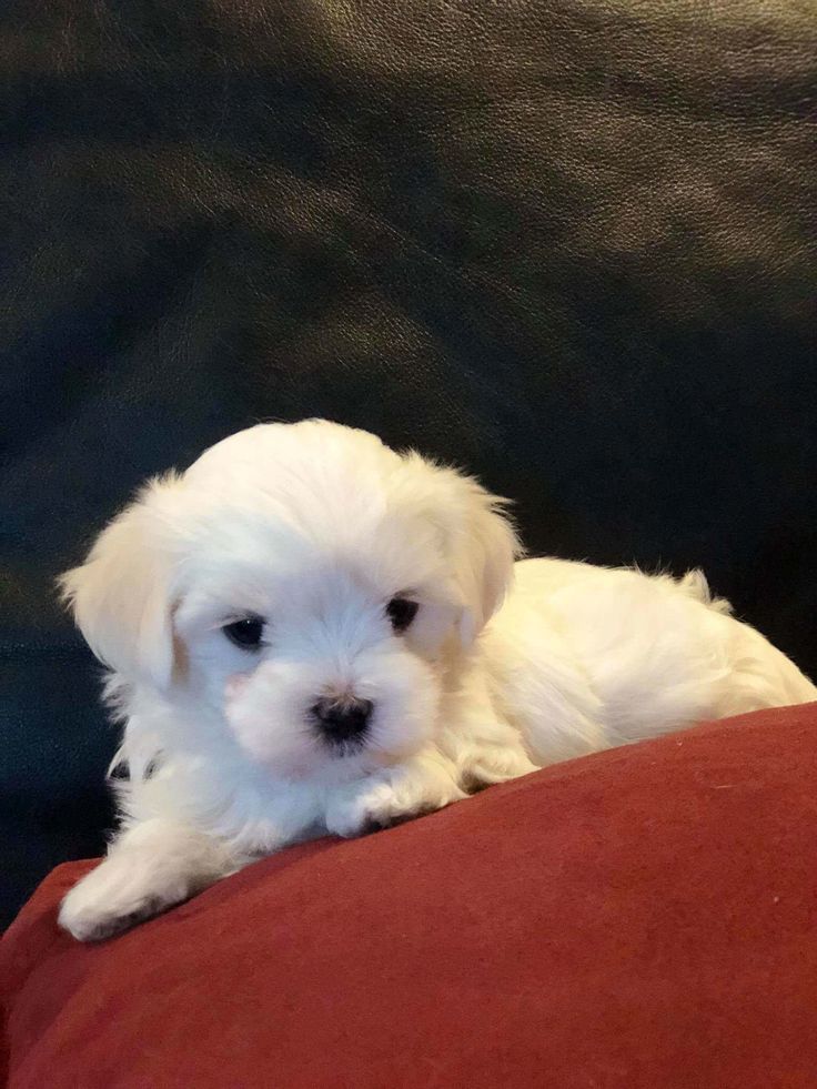 Bichon maltez alb