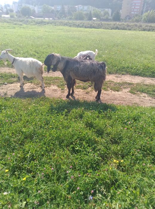 Țap  de prăsilă.
