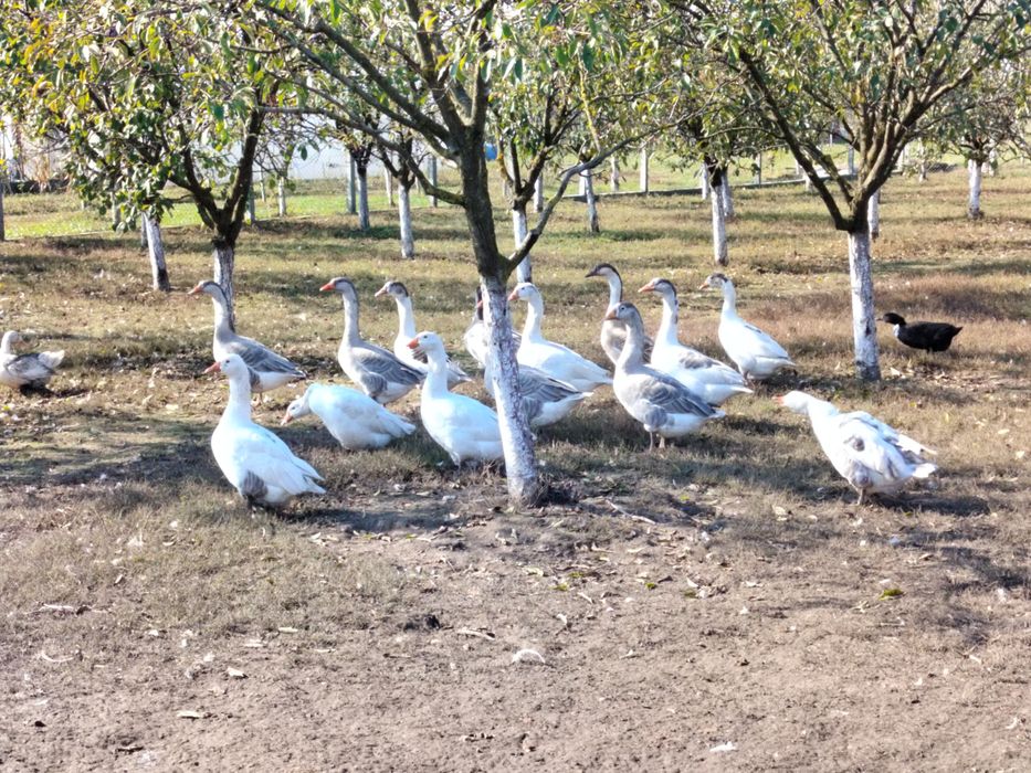 Gâște de vânzare