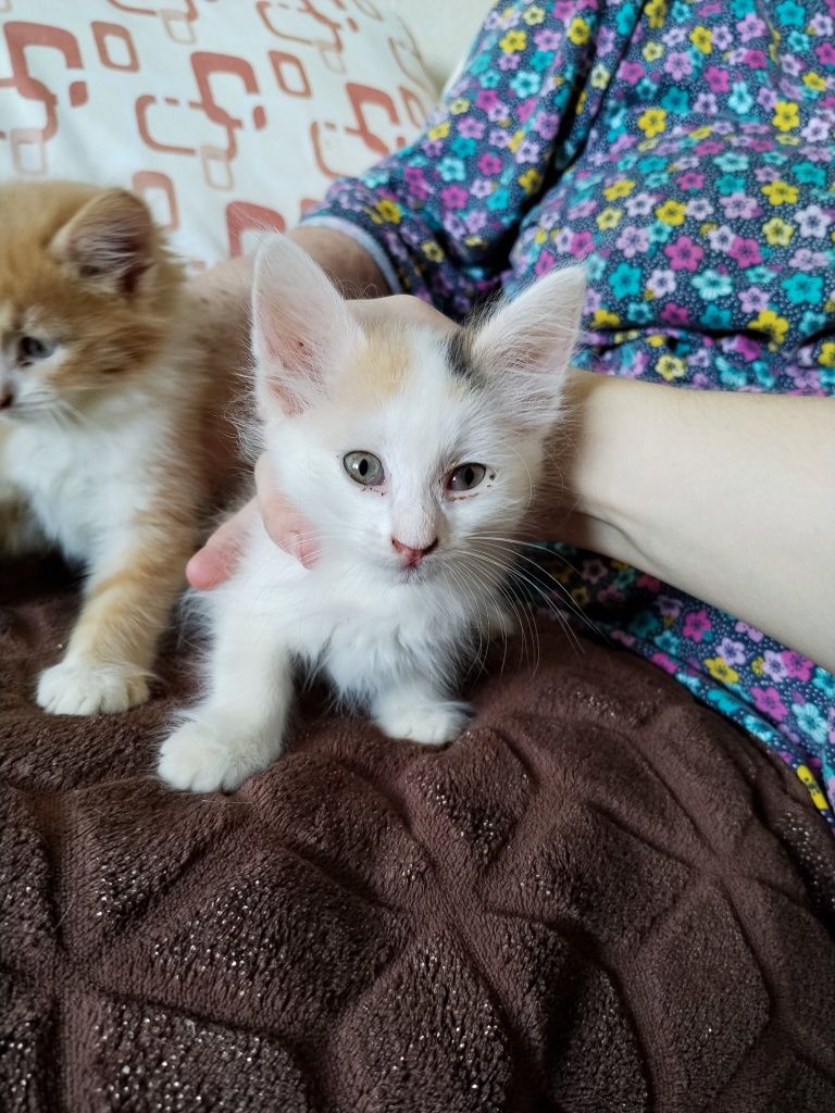 Бесплатно тегин котята и кошка