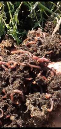 Шылаушын червы калифорнийск Биогумус тынаиткыш