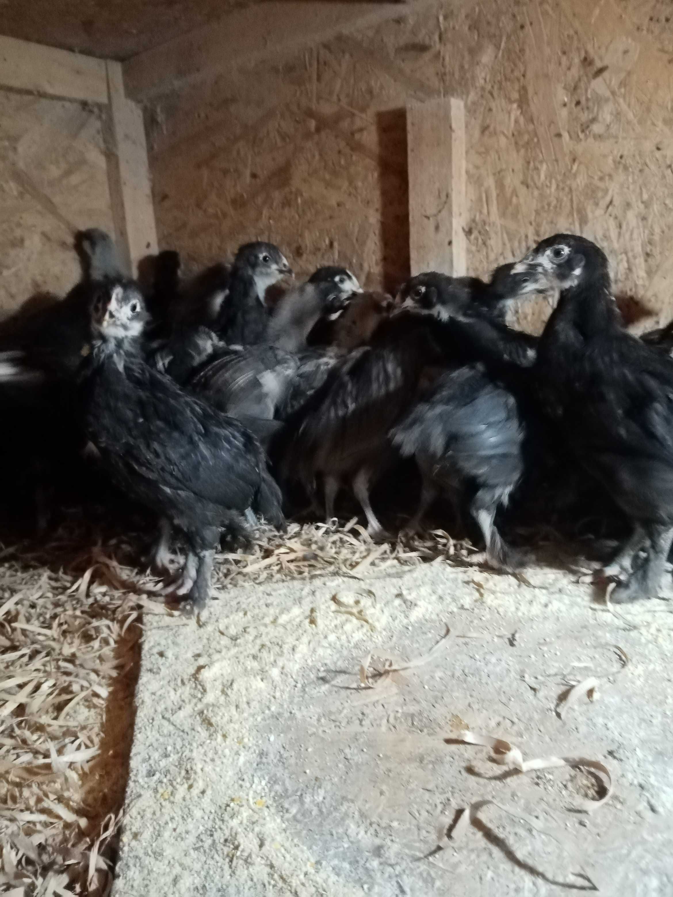 Vând pui de găină australorp