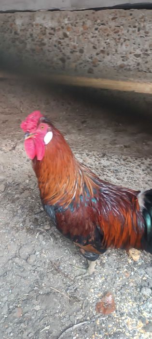 Xo'roz sotiladi 150 ming sum