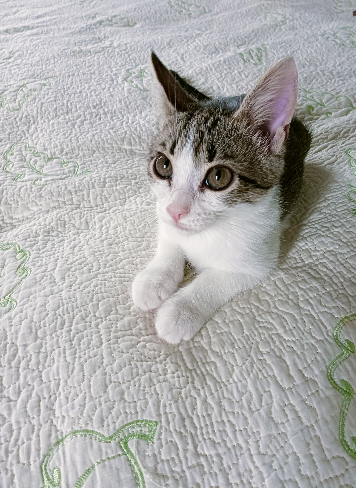 Отдам котенка в добрые руки.