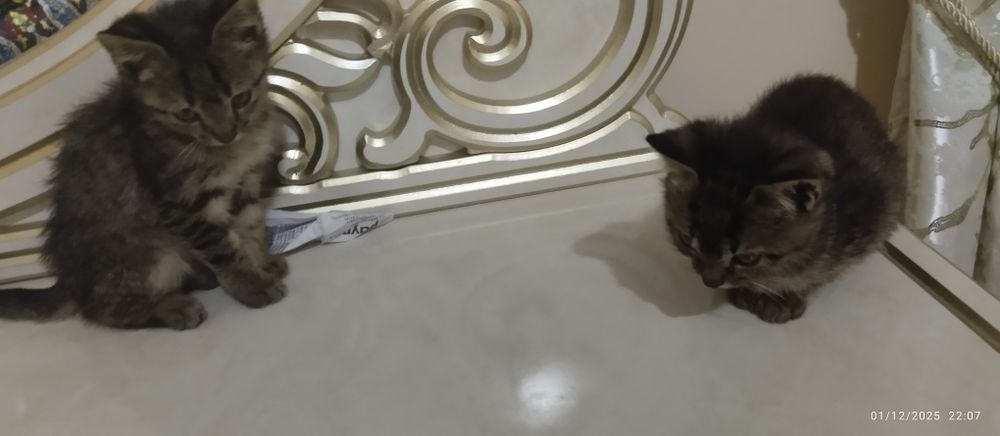 2 ta mushuk bepul beriladi ozoda uy mushuklari