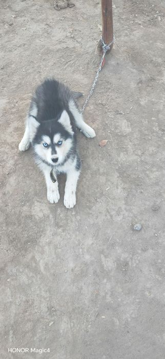 Xaski chisti toza zotli 2 oylik