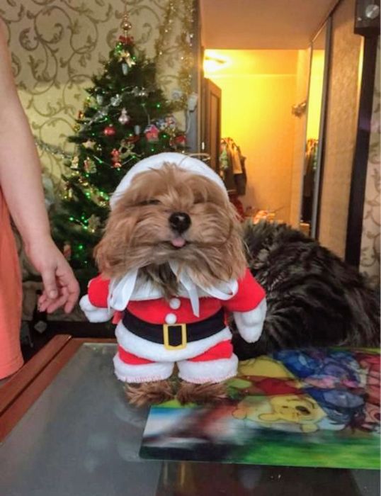 Costumaș Moș Crăciun pentru căței sau pisici