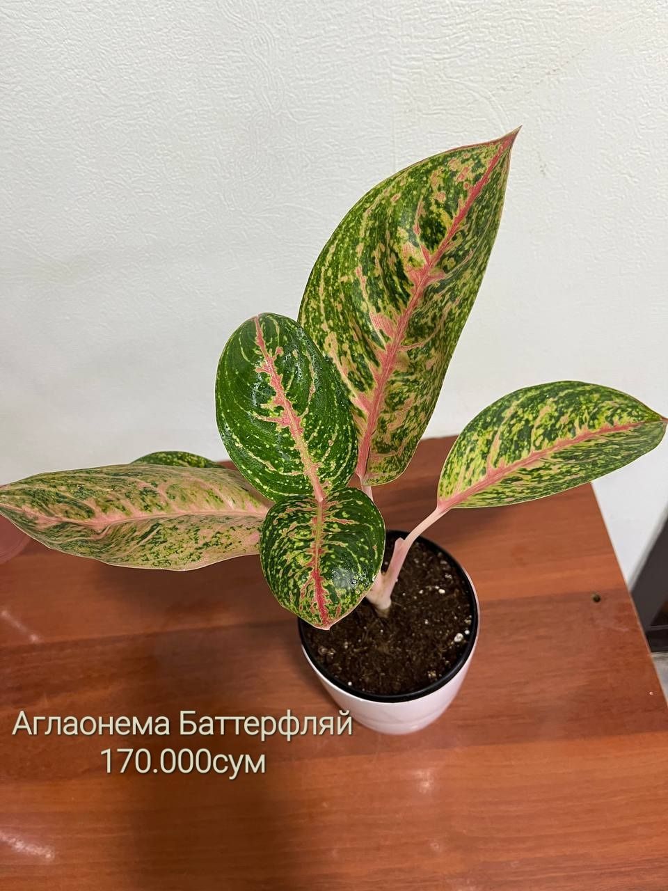 Калатея Медальон,Антуриум,Сингониум,Аглаонема,