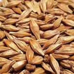 Продам ячмень 50 кг чистый сухой