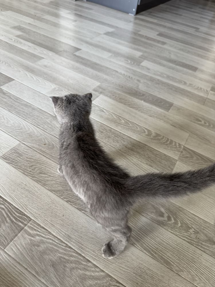 Scottish Fold sotiladi