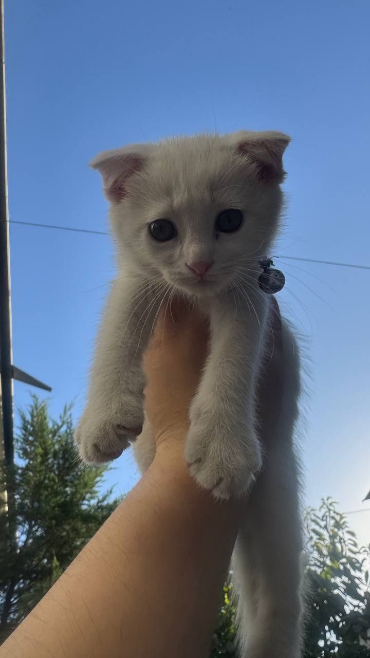 Scottish fold 2 oylik