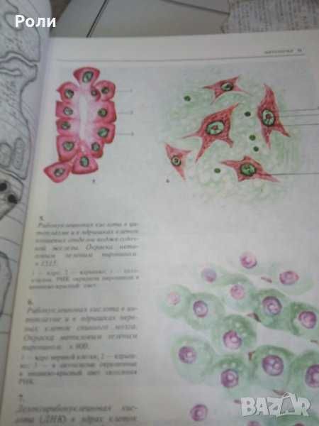 Атлас по ГИСТОЛОГИИ и ЕМБРИОЛОГИИ от И.В.Алмазов, Л.С.Сутулов