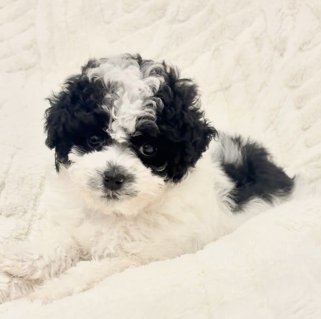 Caniche pitic superb