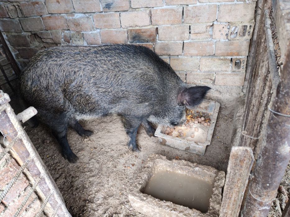 Диво прасе нерез!