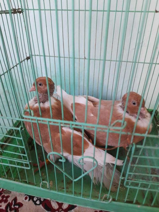 Vând porumbei gât golaș pe rosu sau pe galben