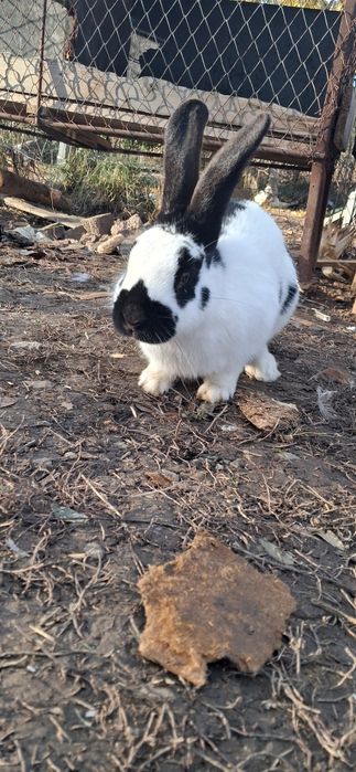 Iepure Fluture German