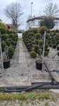Vand pom pon fotinia ilex etc