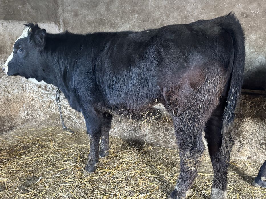 De vanzare vitele angus