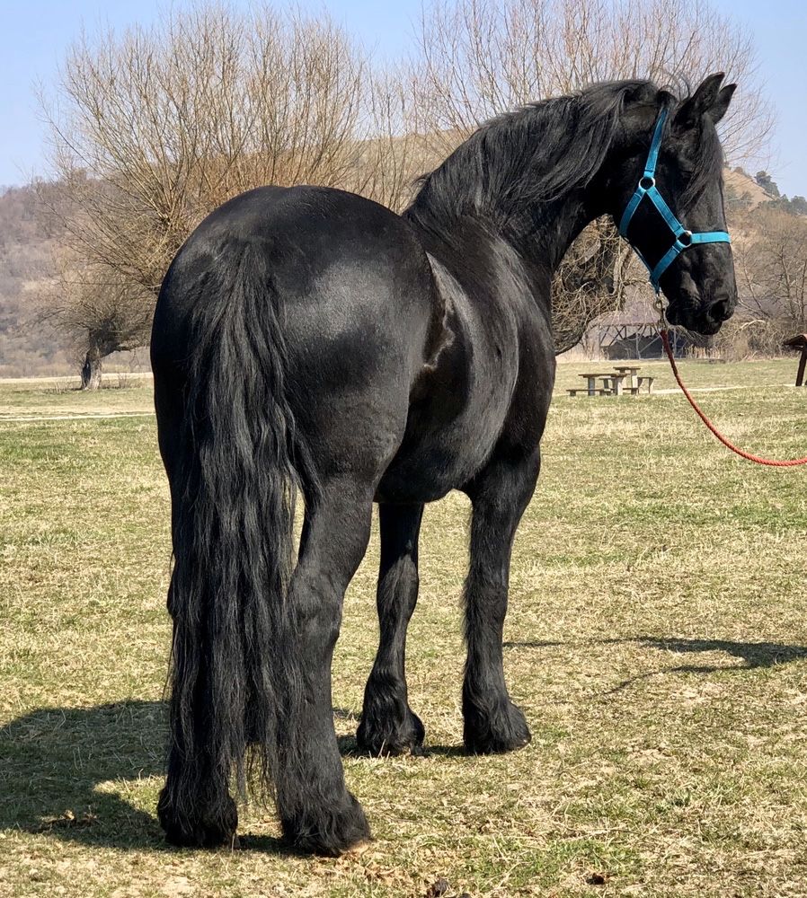 Iapa Friesian gestantă