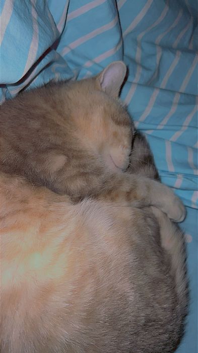 Срочно продаем кота