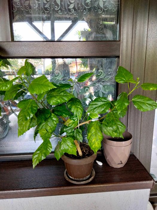 Flori de apartament,terasa