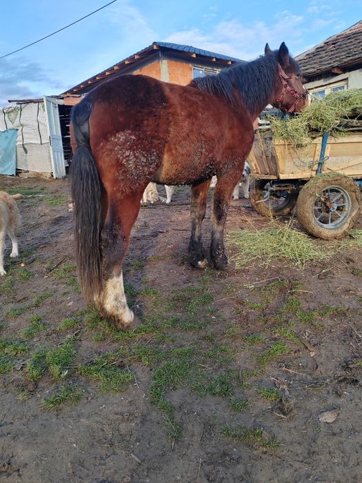 Mânz de vânzare sau schimb