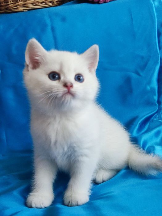 British shorthair NS 11 33  cu ochi  albaștri.