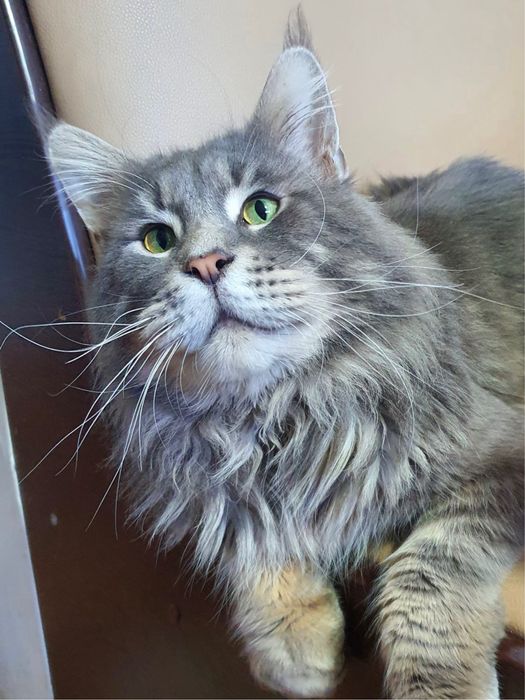 Motan Maine Coon cu pedigree
