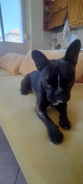 Френски булдог мъжки