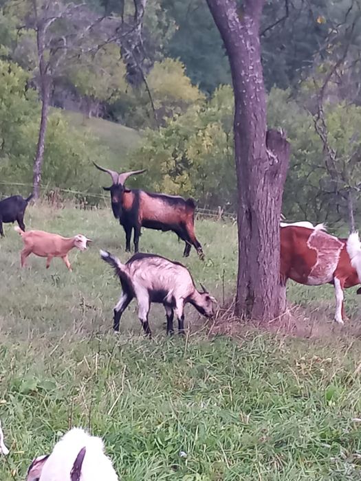 Vand capre si ezi de tăiat