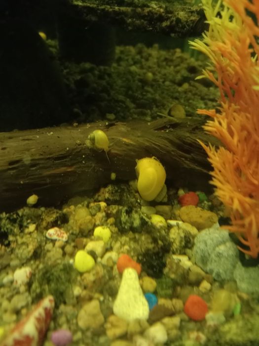 Отдам улиток ампулярий