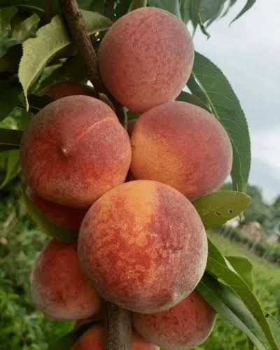 Pomi Fructiferi Stravechi Glia Stramoseasca ( Soiuri de Piersic )