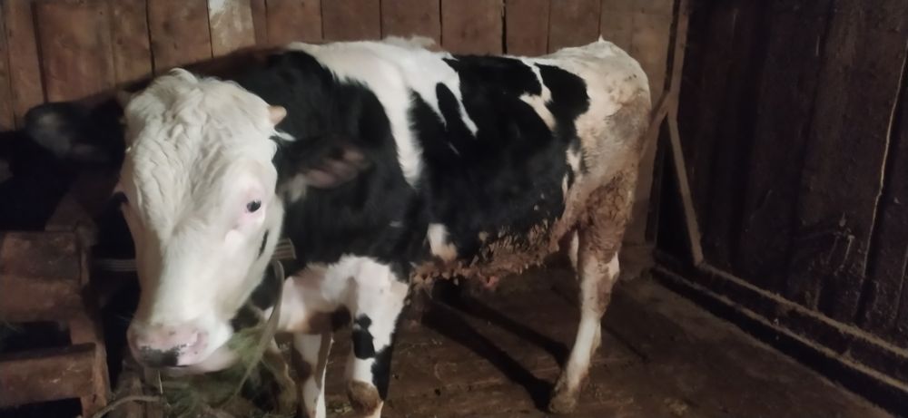 Буқа сатылады 1 жарым жасар