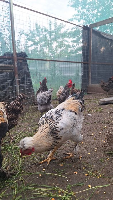 Cocoșii frumoși de 7 luni