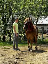 Vând Armăsar in vârsta de 6 ani