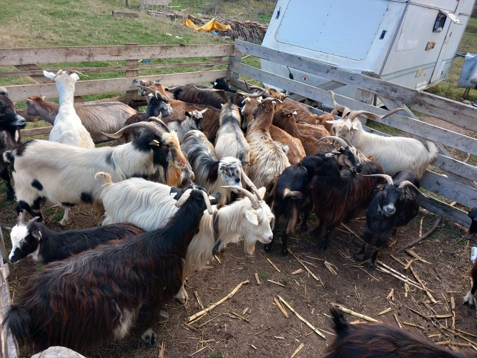 Vând sau schimb cu diverse 20 de capre mai vechi, 4 tapi de 3 ani