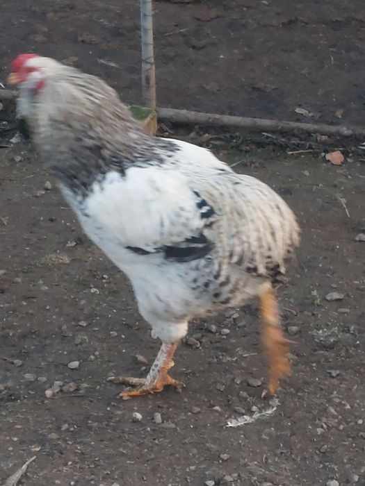 Cocos araucana 2025