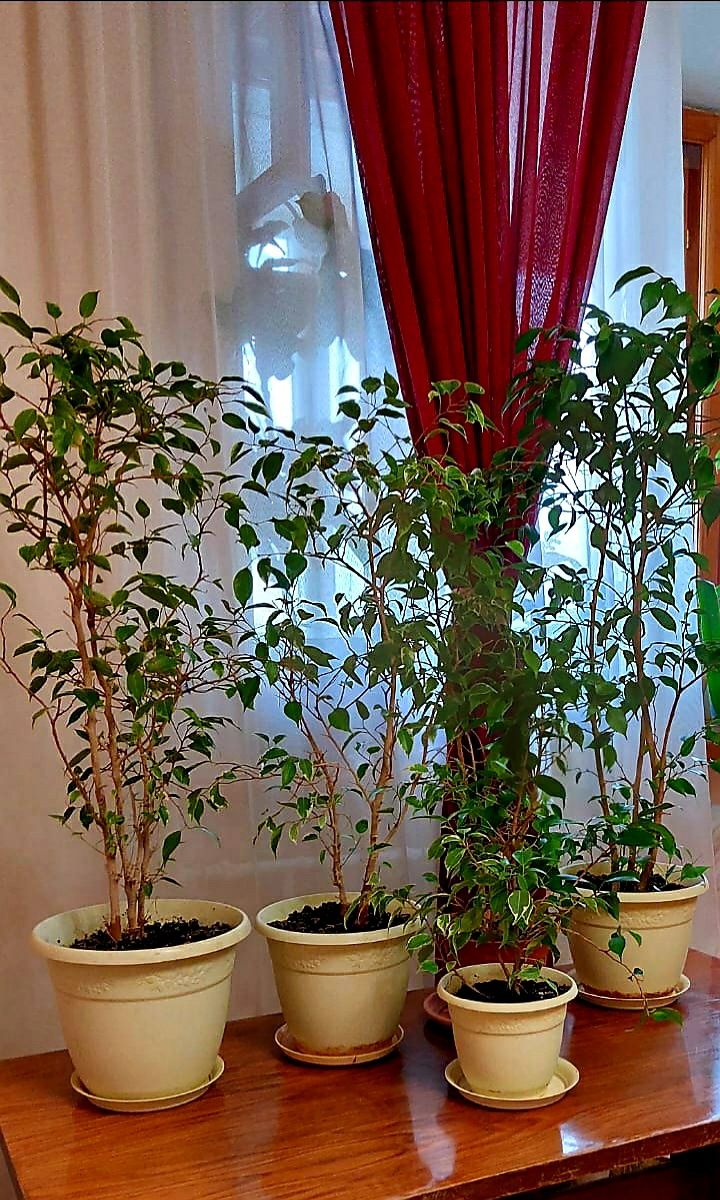 Продам фикусы разного сорта