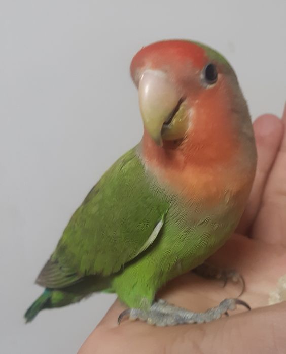 Ruchnoy para, nerazluchnik