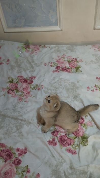 Sotiladi Skotish fold