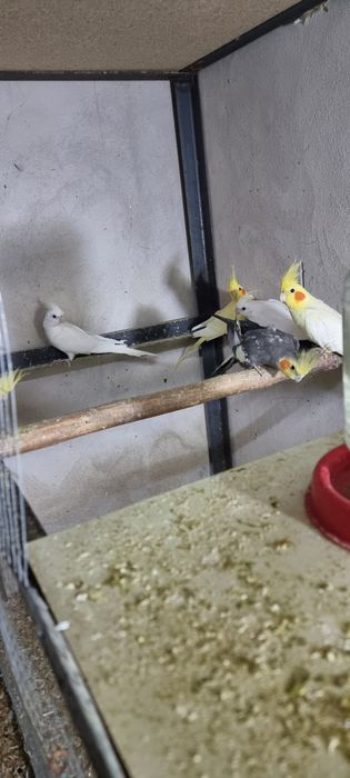 Karella lar sotiladi